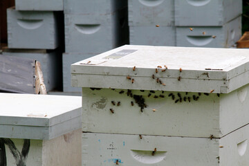 Honeybees swarm at a community apiary created in a conservation effort to protect pollinators. Honeybee colonies have been particularly susceptible to colony collapse as a result of pesticide use.