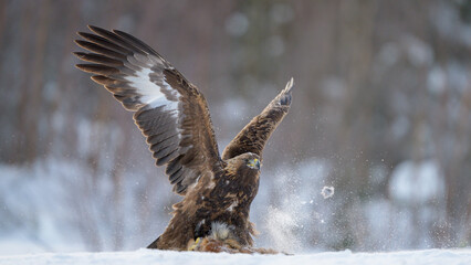 Golden eagle (Aquila chrysaetos) in winter, Norway