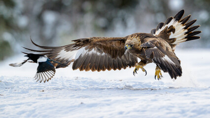 Golden eagle (Aquila chrysaetos) in winter, Norway
