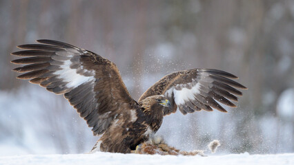 Golden eagle (Aquila chrysaetos) in winter, Norway