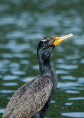 Double-Crested Cormorant (Phalacrocorax auritus) - Graceful Hunter of North American Waters