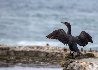 Double-Crested Cormorant (Phalacrocorax auritus) - Graceful Hunter of North American Waters