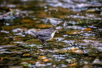Fototapeta premium European Dipper Bird (Cinclus cinclus) - Agile Streamside Acrobat