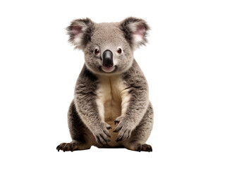 a koala bear with its paws up