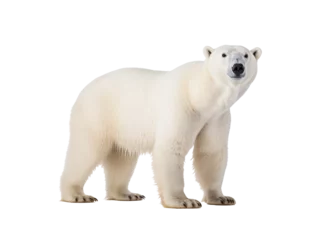 Fotobehang a polar bear standing on a white background © Ion