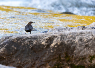 European Dipper Bird (Cinclus cinclus) - Agile Streamside Acrobat