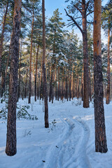 Winter Beauty in the Park