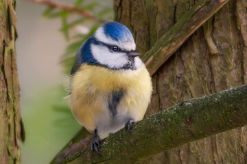 Blaumeise im Baum
