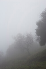 Fototapeta na wymiar Car road in fog-shrouded forest