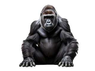 a gorilla sitting on the ground - Powered by Adobe
