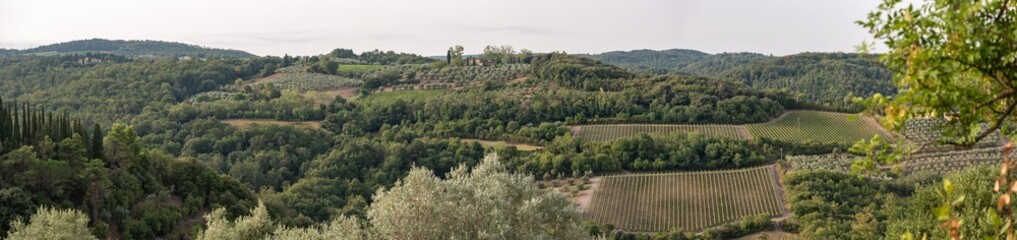 Wine fields in the Chianti region in the Tuscany