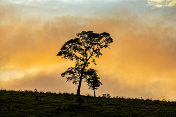 A lonely tree on top of a mountain, against a beautiful sunset sky and hill top.