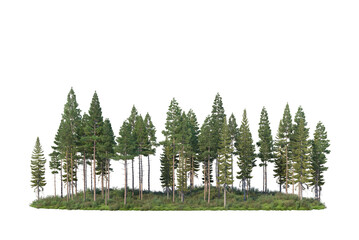 Pine forest and meadow on transparent background © jomphon