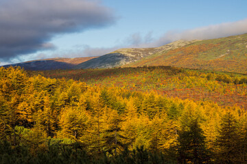 Mountain autumn landscape. View of the coniferous forest on the mountainside. Yellowed autumn larch...