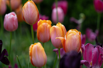 Closeup tulips