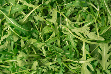 Fresh leaves of arugula as a background.