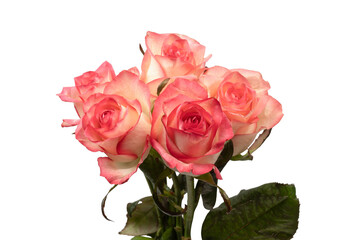 Pink and white  beautiful rose isolated on a white background.