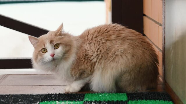 cute red cat sits outside in winter on the threshold of a brick house behind the door,. High quality FullHD footage