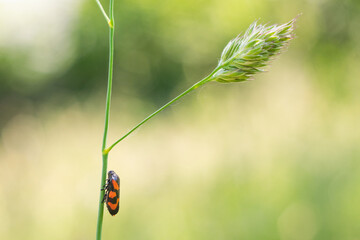 Insecte dans l'herbe