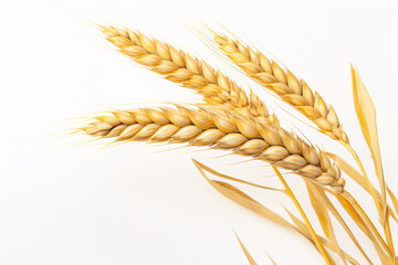 a close up of wheat - obrazy, fototapety, plakaty