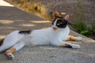 A cat sitting on the ground in the morning for looking to something for selective focus.Happiness and relaxing time concept.