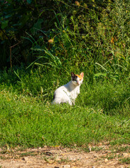 small cat siiting cat standing on grass outdoors 