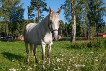 Obraz na płótnie Canvas A gray horse grazing in a pasture on an early summer morning. Farming, breeding horses