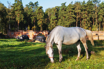 Obraz na płótnie Canvas beautiful gray horse grazing in a meadow full of buttercups and weeds on a summer day in the countryside against a backdrop of draped hay