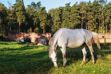 beautiful gray horse grazing in a meadow full of buttercups and weeds on a summer day in the countryside against a backdrop of draped hay