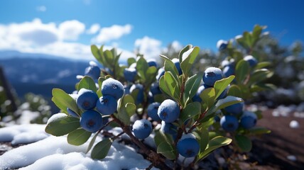 A set of blueberries on a snowy hill with evergreen trees -Generative Ai