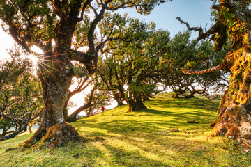 Majectic Trees During Sunset in the Fanal Forest, Madeira