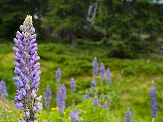 lavender neophyte lupin in a green forest meadow