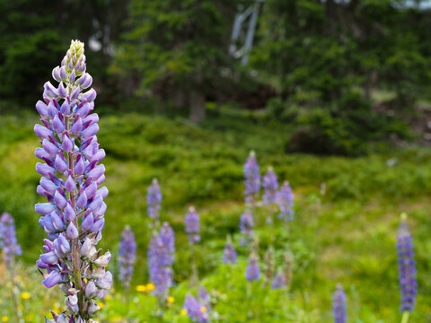 lavender neophyte lupin in a green forest meadow