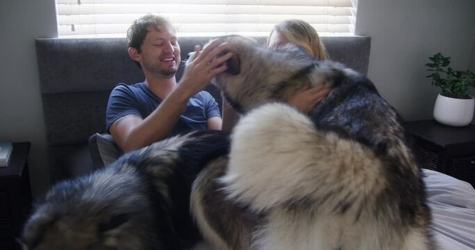 Play, relax or happy couple with dogs in bedroom for bond, hug or wellness with trust or loyalty together. Kiss, funny animals or people with love, pets or husky with care, peace or support in home