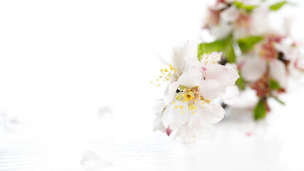 White pink almond tree flowers on a white wooden background. Jewish holiday Tu Bishvat. Top view, flat lay