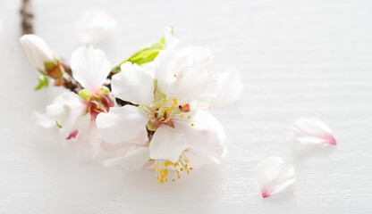 White pink almond tree flowers on a white wooden background. Jewish holiday Tu Bishvat. Top view, flat lay