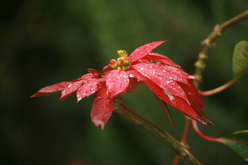 Poinsettia with raindrops blurred background space for text