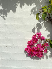 Flowers on old background. Pink and white flowers against a white wall. Vine in bloom on a white stone facade. Close-up of climbing pink flowers on a gypsum wall. 