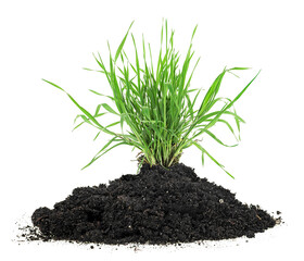 Pile of fertile soil and green grass isolated on a white background - obrazy, fototapety, plakaty