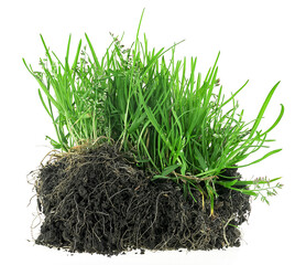 Young green meadow grass with roots in black soil isolated on a white background
