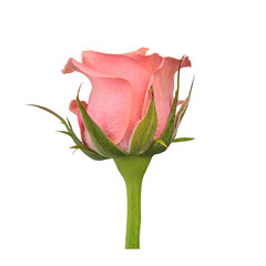 Closeup Tiny Pink Rose Bud Isolated on transparent Background with clipping path. Element for Valentine's Day, Mother's Day card design.