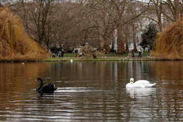 Cigno Nero e Bianco