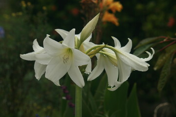 Obraz premium lily of the valley in spring with raindrops from the petals