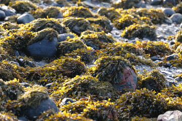 Rocks on the Scottish Highlands lochs