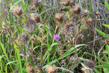 close up of thistles in grass