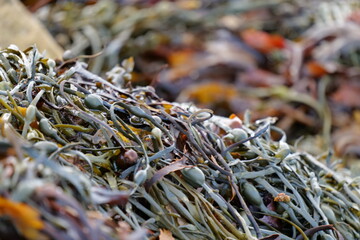 Seaweed in Scotland Highlands by loch © Galangal Media
