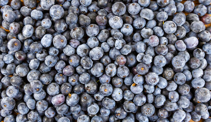 Blueberry background. Freshly picked blueberries.