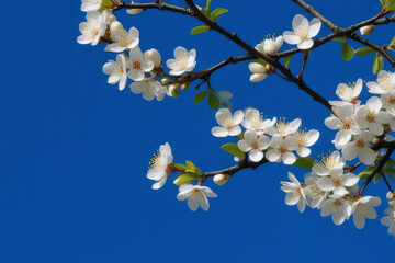 Branches with fresh white flowers in full bloom against a blue sky background.