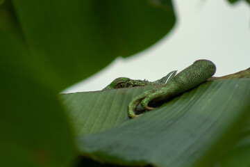 green iguana on a leaf in the rainforest of Costa Rica