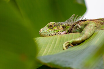green iguana on a leaf in the rainforest of Costa Rica